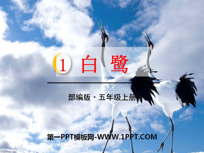 图片[1]-《白鹭》PPT-第一PPT