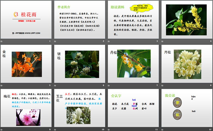 图片[2]-《桂花雨》PPT教学课件-第一PPT
