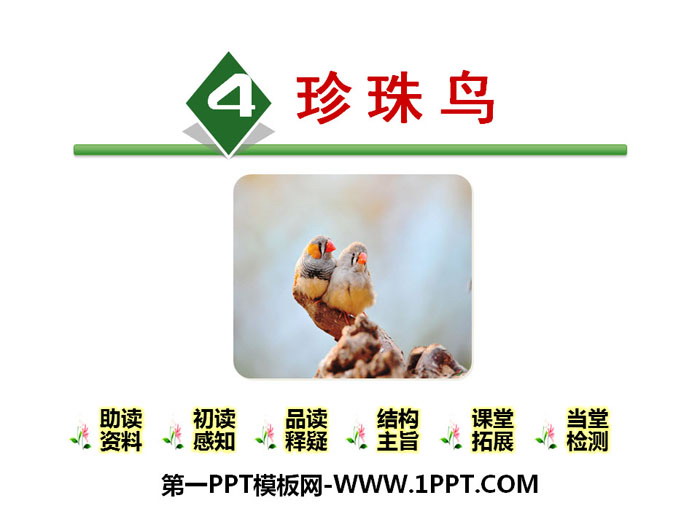 图片[1]-《珍珠鸟》PPT-第一PPT