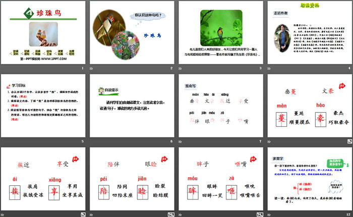 图片[2]-《珍珠鸟》PPT-第一PPT