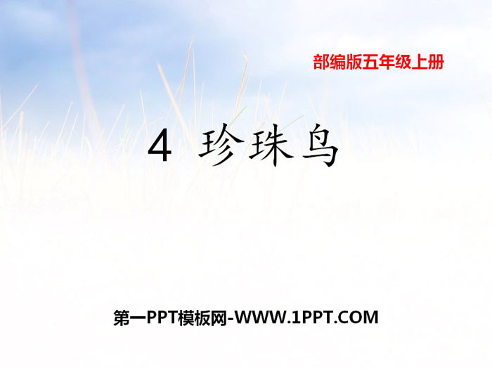 图片[1]-《珍珠鸟》PPT教学课件-第一PPT