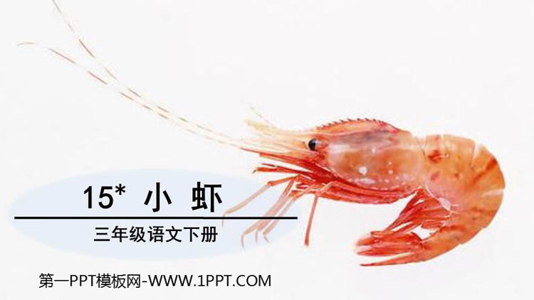 图片[1]-《小虾》PPT课文课件下载-第一PPT