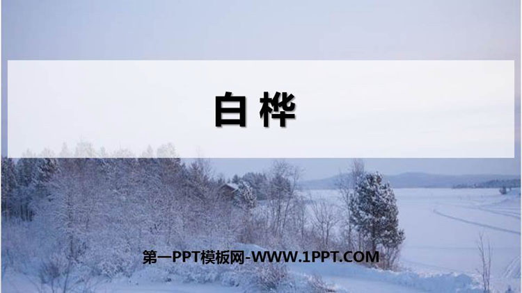 图片[1]-《白桦》PPT优秀课件-第一PPT