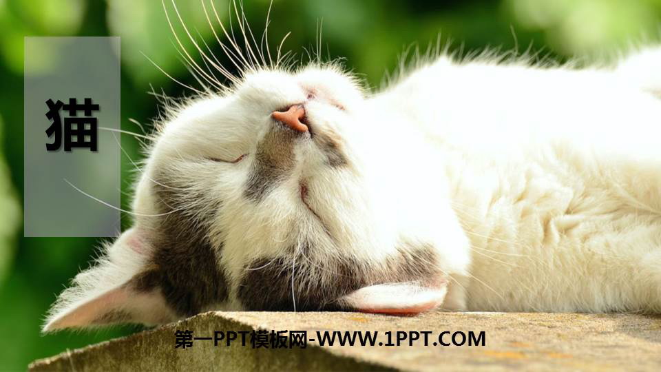 图片[1]-《猫》PPT教学课件-第一PPT