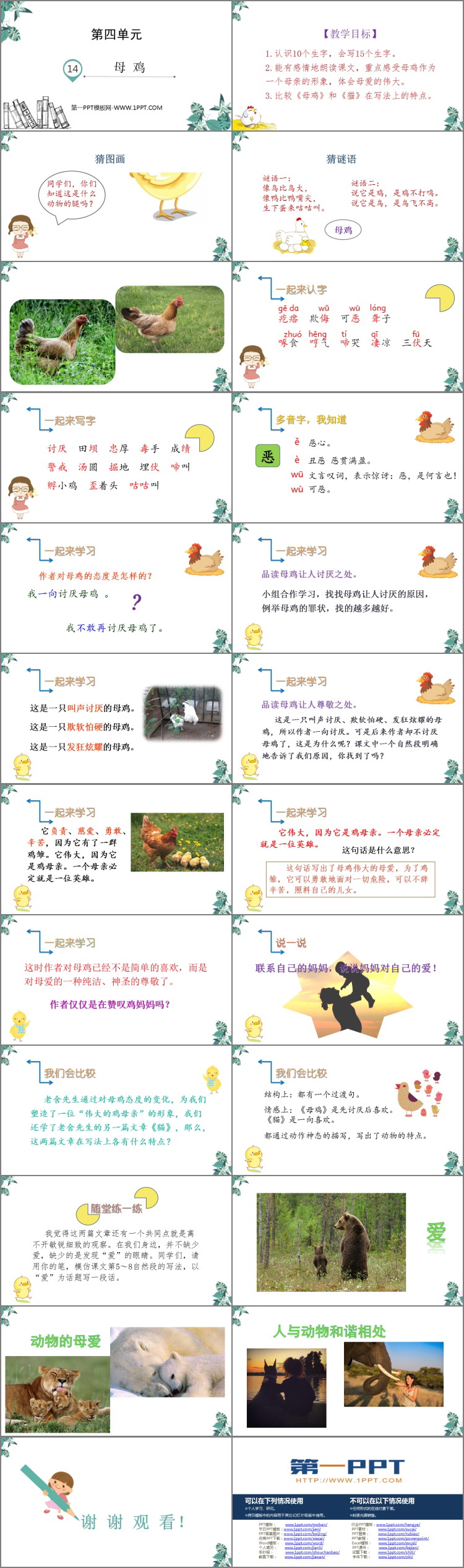 图片[2]-母鸡-第一PPT