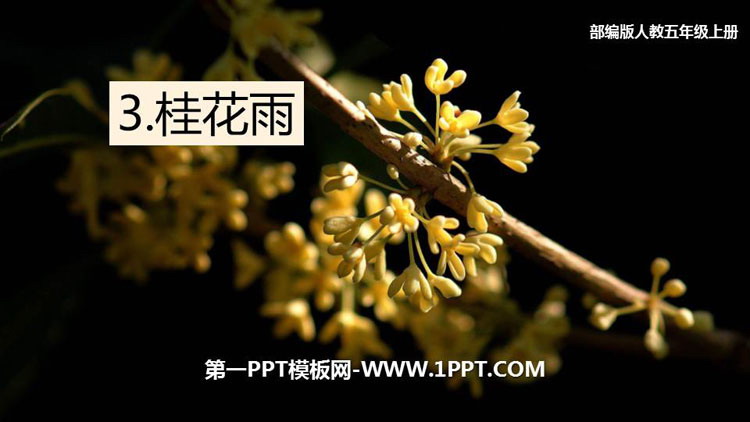 图片[1]-《桂花雨》PPT优秀课件免费下载-第一PPT