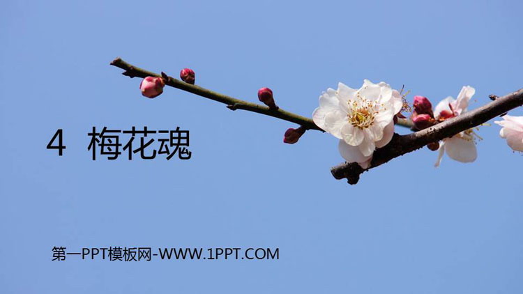 图片[1]-《梅花魂》PPT优秀课件-第一PPT