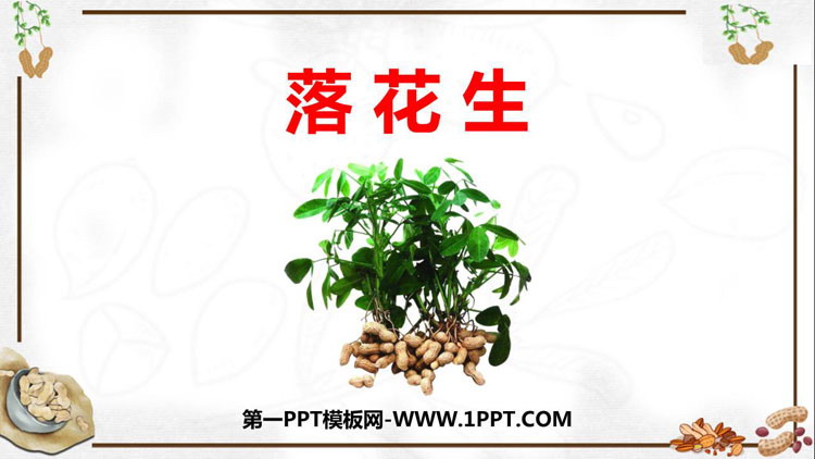 图片[1]-《落花生》PPT免费课件下载-第一PPT
