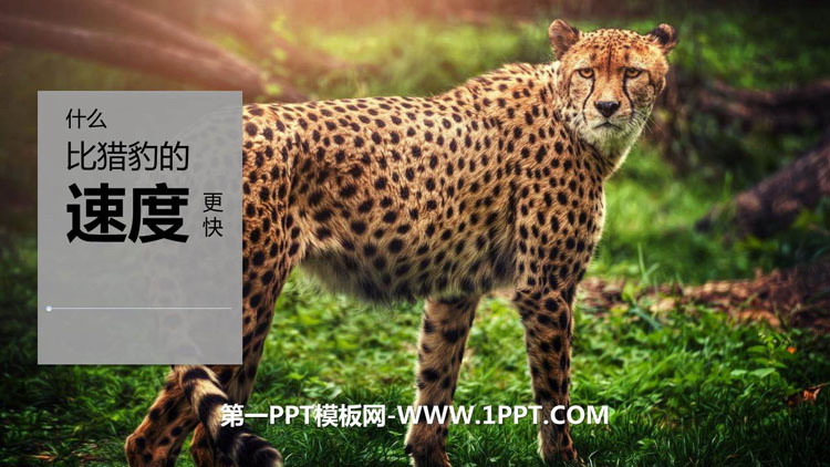 图片[1]-《什么比猎豹的速度更快》PPT精品课件下载-第一PPT