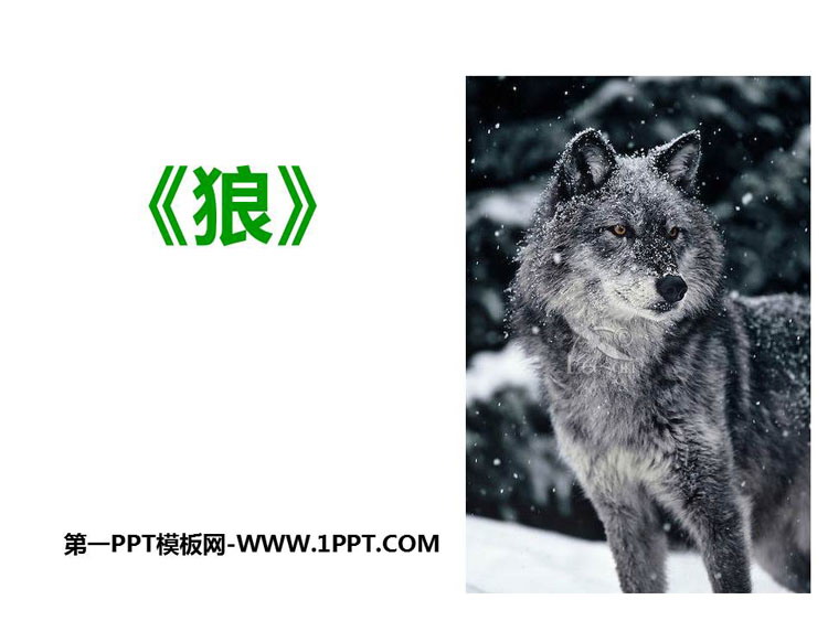 图片[1]-《狼》PPT课文课件下载-第一PPT