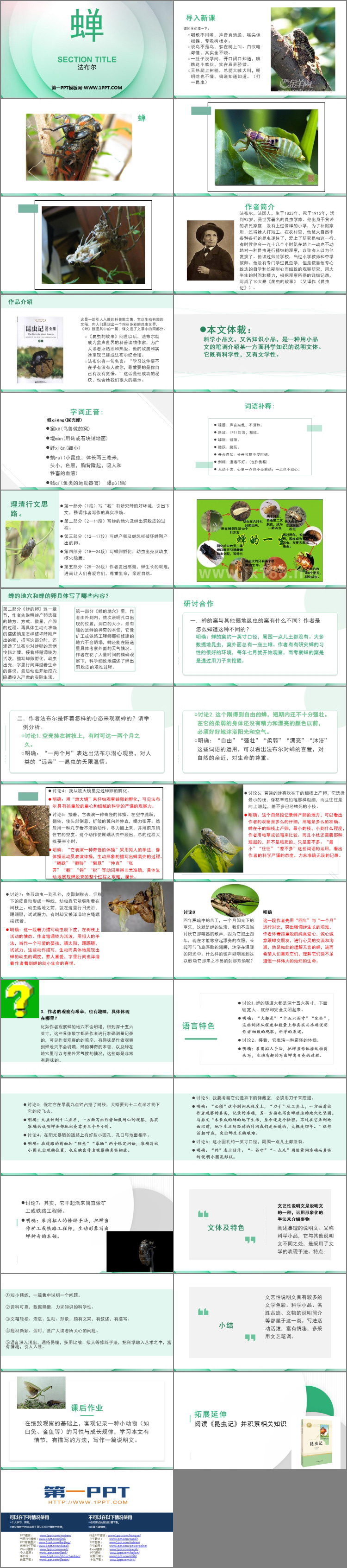 图片[2]-蝉-第一PPT