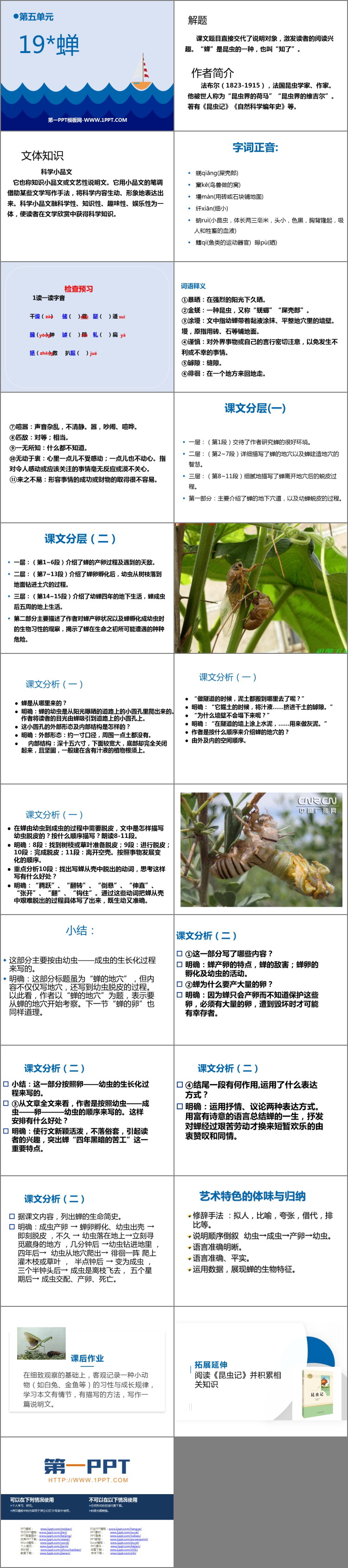 图片[2]-蝉-第一PPT