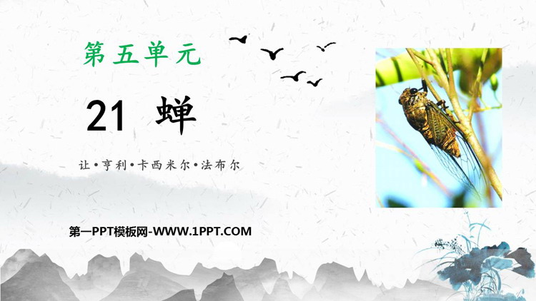 图片[1]-蝉-第一PPT