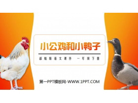 《小公鸡和小鸭子》PPT课件免费下载-第一PPT
