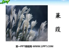 《蒹葭》PPT-第一PPT