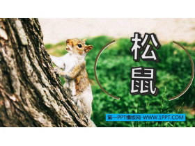 《松鼠》PPT优质课件下载-第一PPT