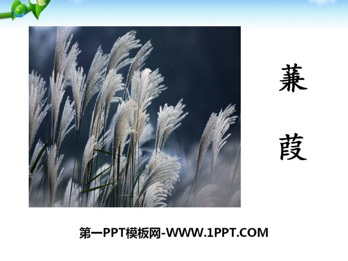 图片[1]-《蒹葭》PPT-第一PPT