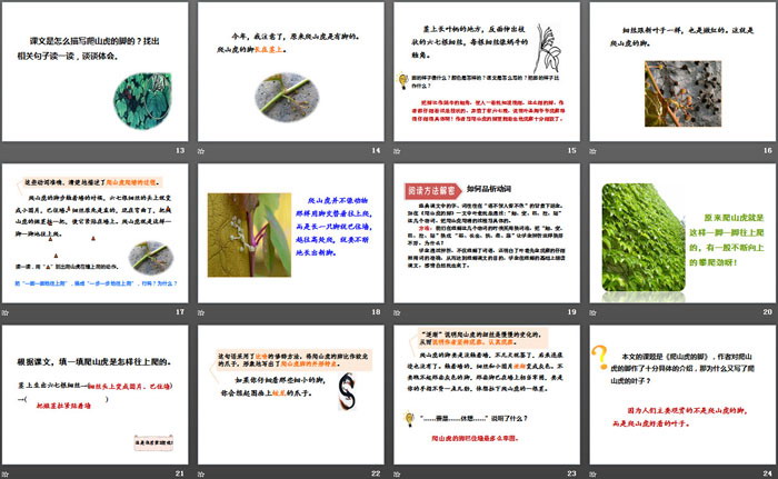 图片[3]-《爬山虎的脚》第二课时PPT-第一PPT