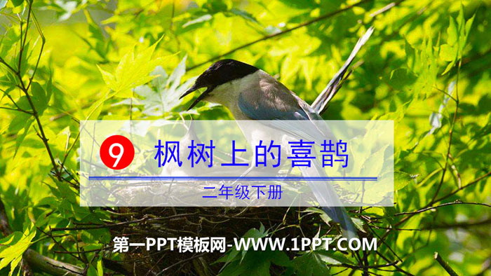 图片[1]-《枫树上的喜鹊》PPT课件-第一PPT