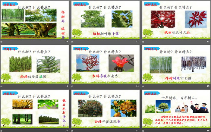 图片[3]-《树之歌》PPT下载-第一PPT