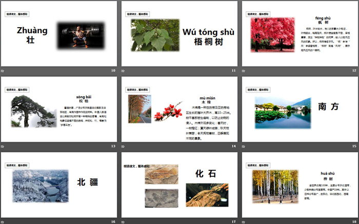 图片[3]-《树之歌》PPT精品课件-第一PPT