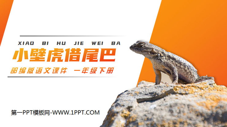 图片[1]-《小壁虎借尾巴》PPT课件免费下载-第一PPT