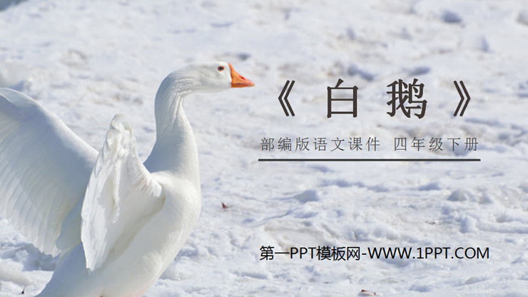 图片[1]-《白鹅》PPT下载-第一PPT