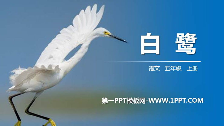 图片[1]-《白鹭》PPT精品课件-第一PPT