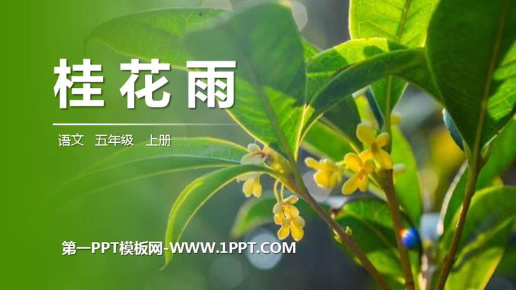 图片[1]-《桂花雨》PPT精品课件下载-第一PPT