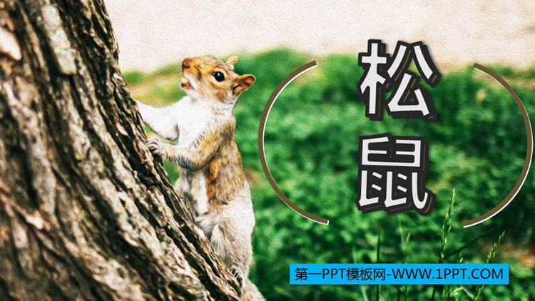 图片[1]-《松鼠》PPT优质课件下载-第一PPT