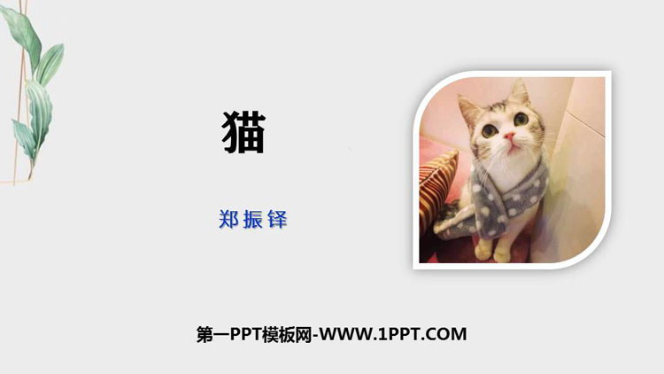 图片[1]-《猫》PPT教学课件下载-第一PPT