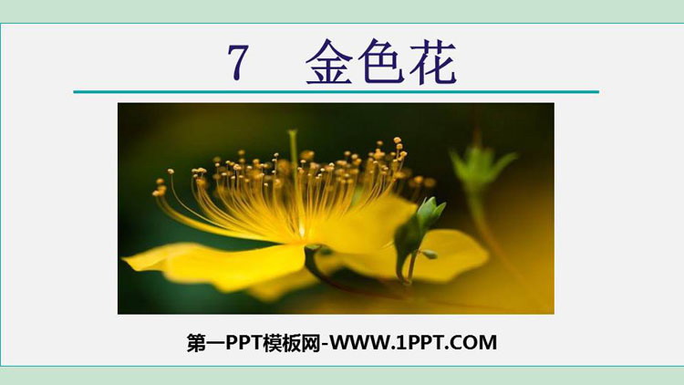 图片[1]-《金色花》PPT课文课件下载-第一PPT