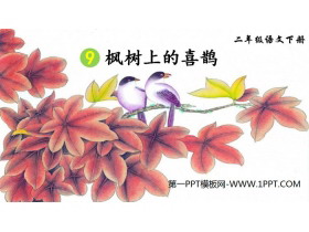 《枫树上的喜鹊》PPT课件下载-第一PPT