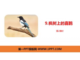 《枫树上的喜鹊》PPT课件(第2课时)-第一PPT