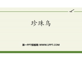 《珍珠鸟》PPT优秀课件-第一PPT