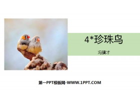 《珍珠鸟》PPT精品课件-第一PPT