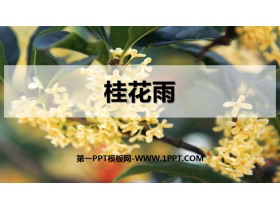 《桂花雨》PPT精品课件-第一PPT