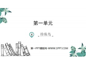 《珍珠鸟》PPT优质课件下载-第一PPT