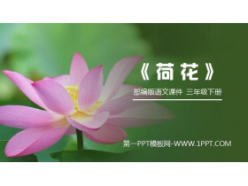 《荷花》PPT课件免费下载-第一PPT