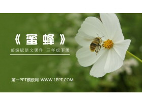 《蜜蜂》PPT课件下载-第一PPT