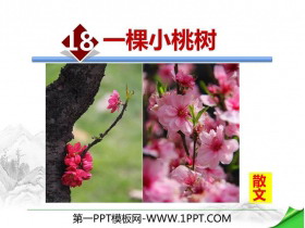 《一棵小桃树》PPT优质课件-第一PPT