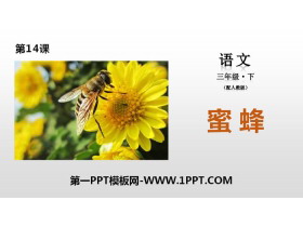 《蜜蜂》PPT下载-第一PPT