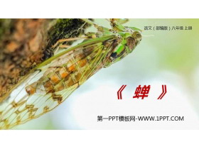 《蝉》PPT精品课件-第一PPT