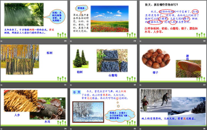 图片[5]-《美丽的小兴安岭》PPT优秀课件-第一PPT