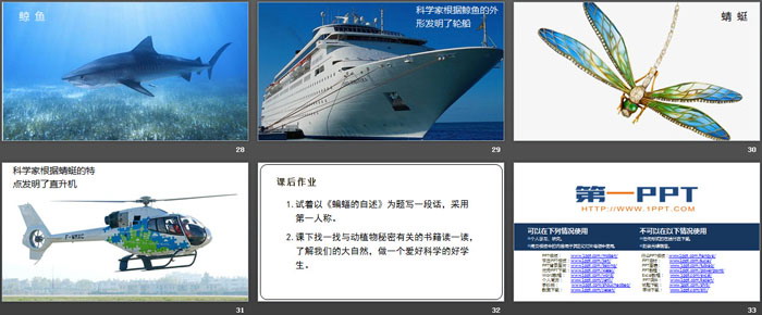 图片[5]-蝙蝠和雷达-第一PPT