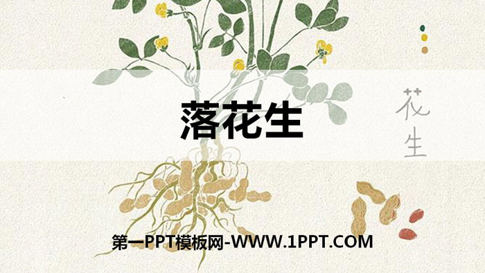 图片[1]-《落花生》PPT优秀课件-第一PPT