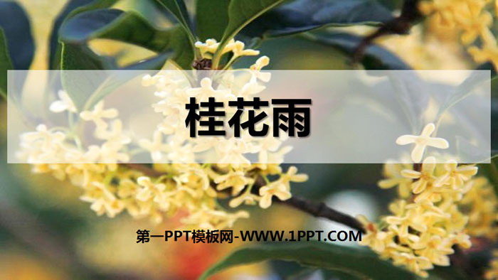 图片[1]-《桂花雨》PPT精品课件-第一PPT