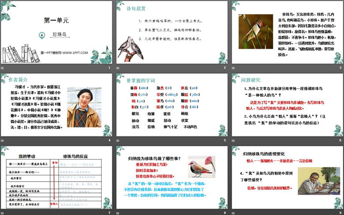 图片[2]-《珍珠鸟》PPT优质课件下载-第一PPT