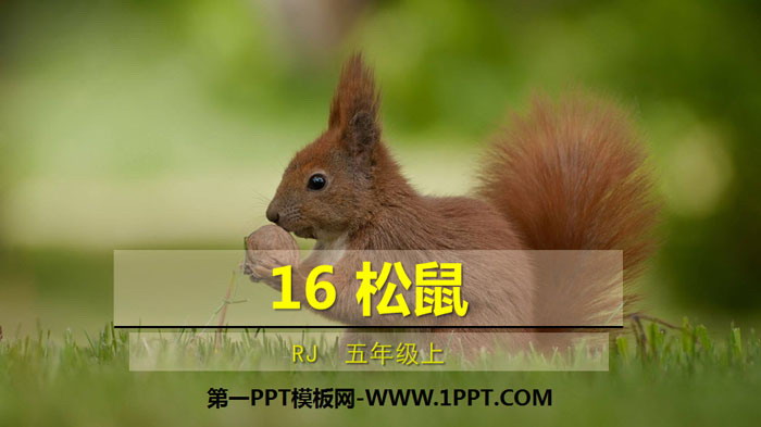 图片[1]-《松鼠》PPT精品课件-第一PPT