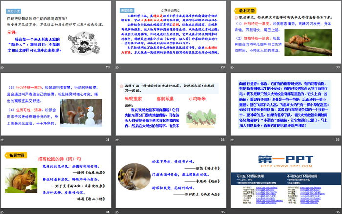 图片[5]-《松鼠》PPT精品课件-第一PPT